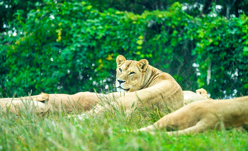 東北サファリパーク