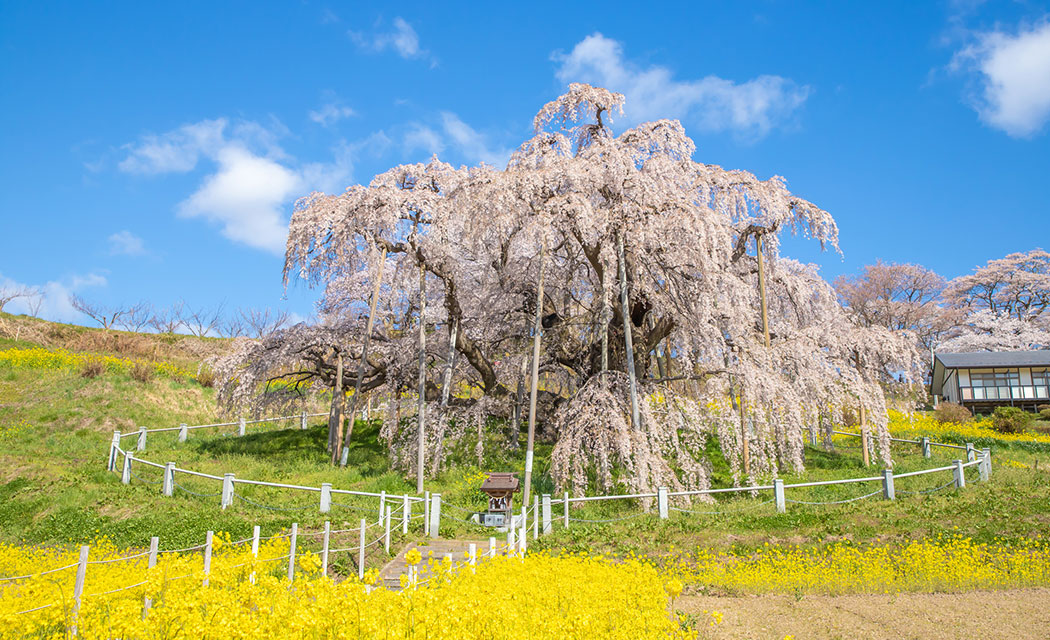 三春の滝桜